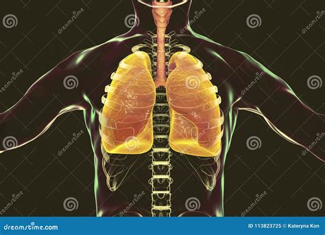 Human Respiratory System Lungs Trachea Larynx And Male Body