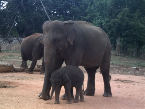 elephant volunteer pinnawala: Pinnawala Elephant orphanage