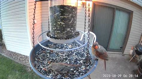 A Moulting Female Northern Cardinal And House Finches Open