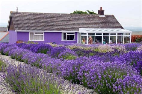 LAVENDER GARDEN - Lavender Garden Design