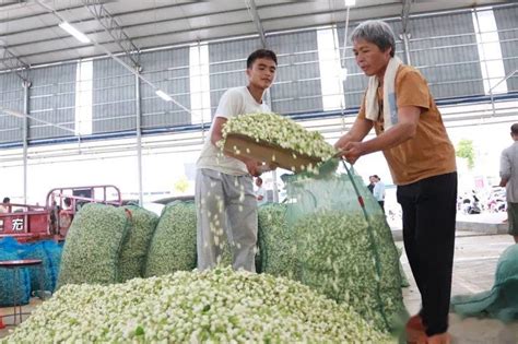 茉莉花已经成为广西横州市这座被誉为“中国茉莉之乡”“世界茉莉花都” 知乎