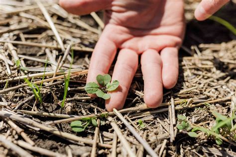 Cover Crops Boost Organic Matter