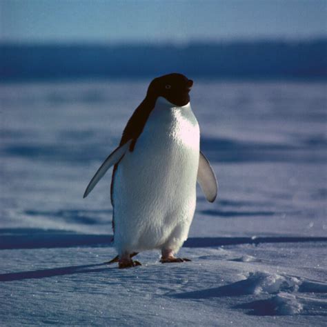 De Abril Dia Da Contabilidade Dia Mundial Do Pinguim E Dia De S O