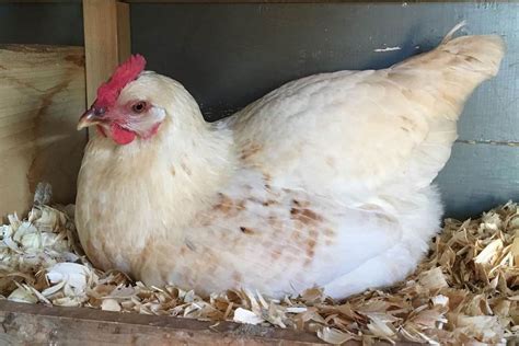 Amberlink Chicken: Size, Eggs, Temperament and More