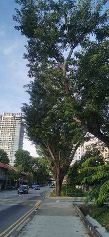 Angsana Tree in Singapore — Timber Actually