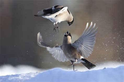 Bullfinch Fight Another Common Visitor In Sweden This Yea Flickr