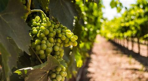 visit california wine regions  vacay