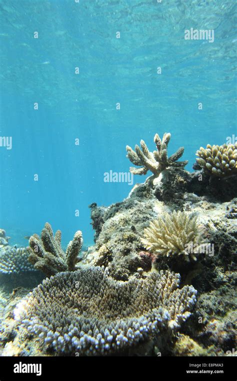 colorful coral underwater Stock Photo - Alamy