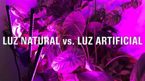 Luz Natural Vs Luz Artificial Para Plantas 🪴¿cuál Es La Mejor Youtube