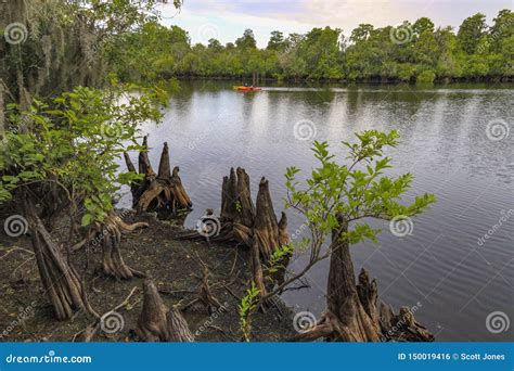 Cypress Trees In A Florida Swamp Stock Photo Image Of Nature Large