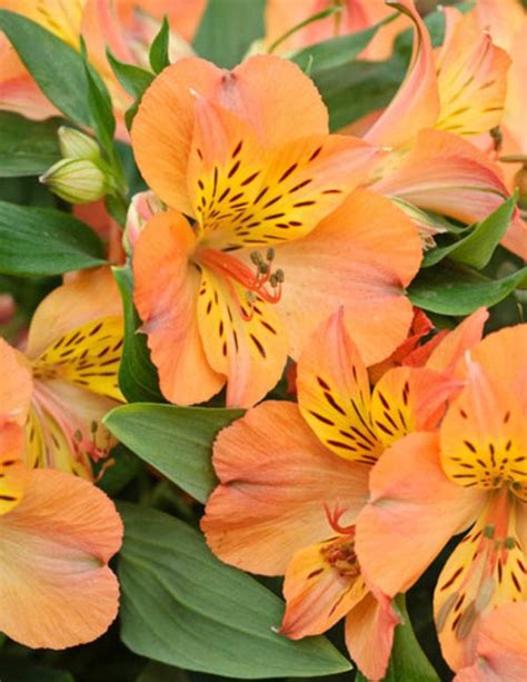 Compact And Free Flowering Alstroemeria Princess Mathilde Peruvian