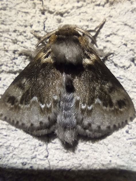 Podalia Habitus From Fort N Ver M Xico On August At