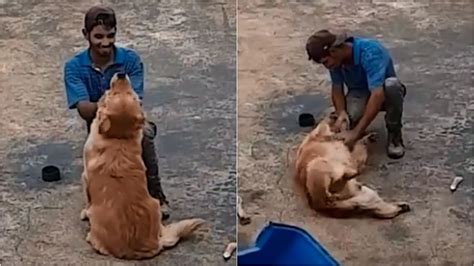 Tutora filma reação de pedreiro ao ver seu cachorro e vídeo viraliza