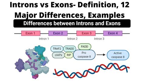 Introns Vs Exons Definition 12 Major Differences Examples YouTube