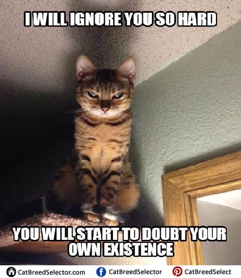 Evil Kitten Meme