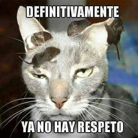 Jajaja Meme Gato Gatitos Divertidos Memes De Gatos Divertidos