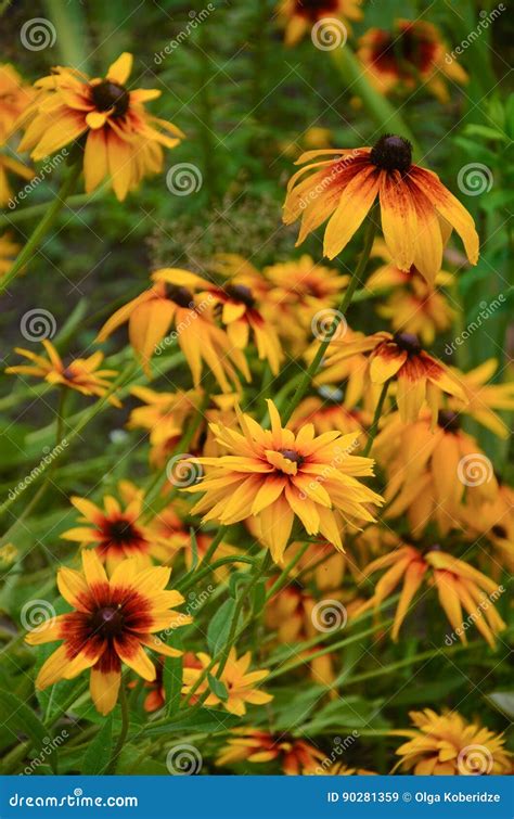 Flores Amarillas Hermosas Del Rudbeckia Imagen De Archivo Imagen De