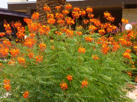 Best Plants Orange Flowers at Charlie Mummery blog