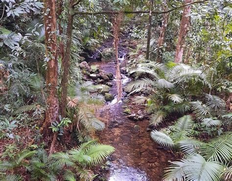 Mossman Gorge Port Douglas 2022 Qué Saber Antes De Ir Lo Más