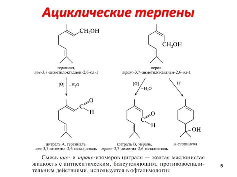 Терпены - презентация онлайн