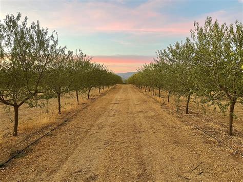 Comienza Una Nueva Campa A En El Cultivo Del Almendro