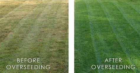 7 Steps To Sowing Grass Seed On Existing Lawn Dont Just Throw It