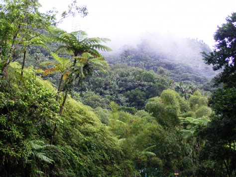 Immagini Belle : foresta pluviale, montagna, albero, s Caraibi, isola ...