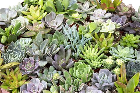 Altman Plants 20 Pack Assorted Live Succulent Plants in Cacti and ...