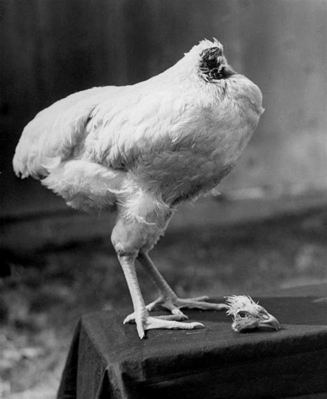 Genetically Modified Headless Chicken