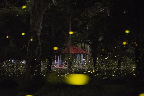 Abstract and magical image of firefly flying in the night forest ...