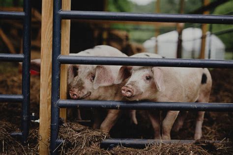 Raising Pigs For Beginners - Abundant Permaculture