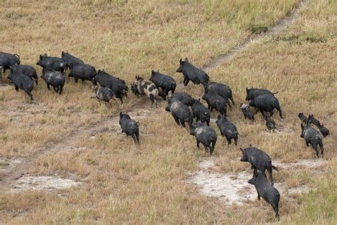 Getty Images John Carnemolla How Did Feral Swine Get Here Anyway