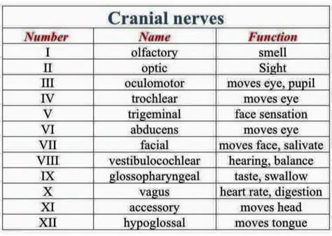 Cranial Nerves Nursing School Survival Medical School Studying