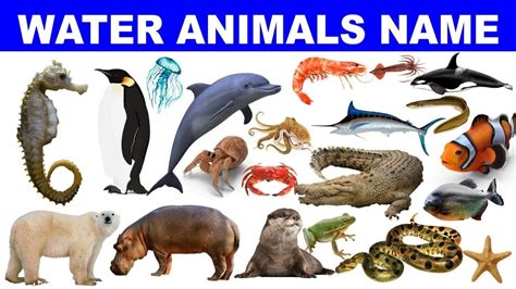 Water Animals Name List Hindi And English