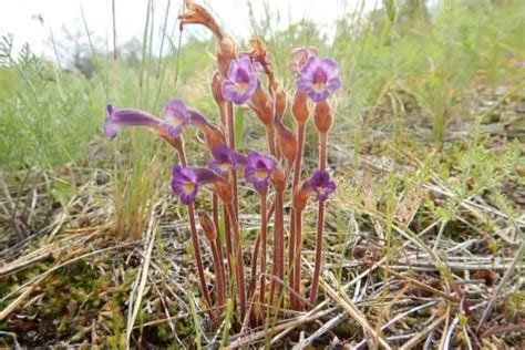 Wildflowers In Washington State With Photos Wildlife Informer