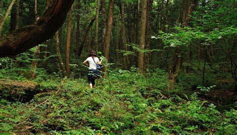 Exploring The 10 Most Dangerous Forests In The World