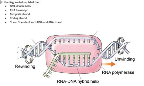 Solved In the diagram below, label the: • DNA double helix | Chegg.com