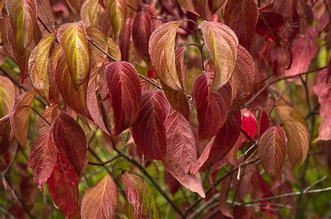 Dogwood, Silky | Arthur's Point Farm