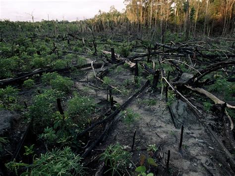 Rain Forest Threats Information And Facts National Geographic