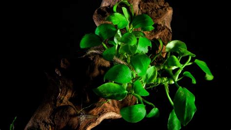 The Ultimate Guide To Anubias Barteri How To Care For This Popular