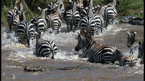 Wildebeest Zebra Migration Masai Mara Kenya YouTube