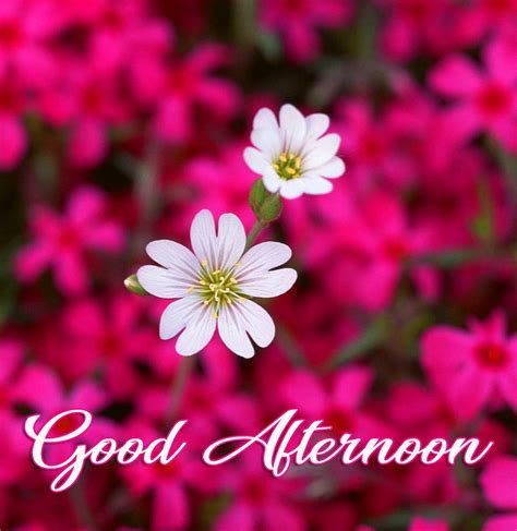 Good Afternoon Flowers Butterfly Good Afternoon Quotes Afternoon