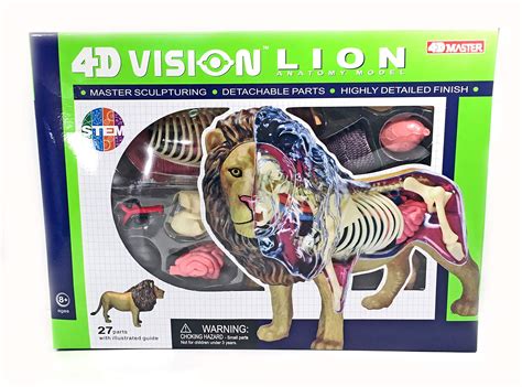 4D Vision Lion Anatomy Model, 52% OFF | clc.cet.edu