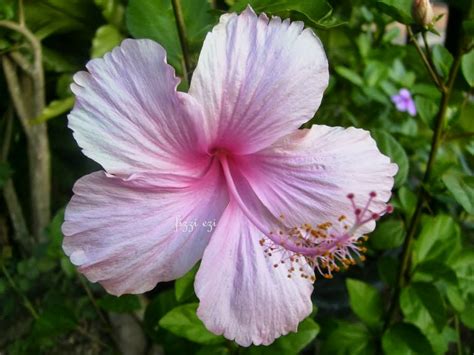 Flora Cintamu 4 Jenis Bunga Raya Di Rumah