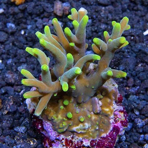 Acropora Caroliniana Bali Maricultured Saltwater Aquarium Corals For