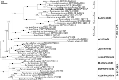 Phylogenetic Tree Based On Ssu Rrna Gene Showing The Position Of