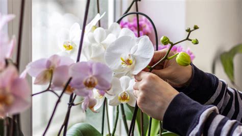 Mit welchen Hausmitteln können Sie Ihre Orchideen düngen sodass sie