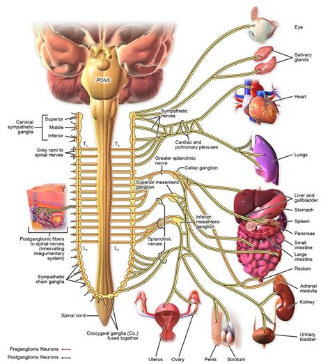 Sympathetic Nervous System Definition Function And Examples Biology