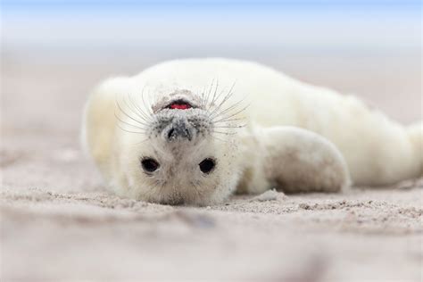 Images Of Baby Seals