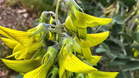 Questa Erba Aromatica Tiene Lontane Le Zanzare E La Possiamo Coltivare